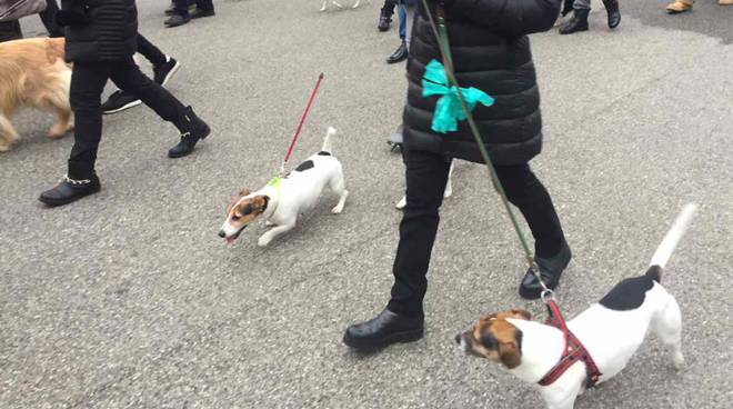 Corteo degli animali a S. Antonio