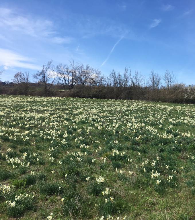 La fioritura dei narcisi sulla strada per Pigazzano