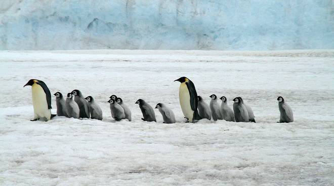 Pinguini, documentario