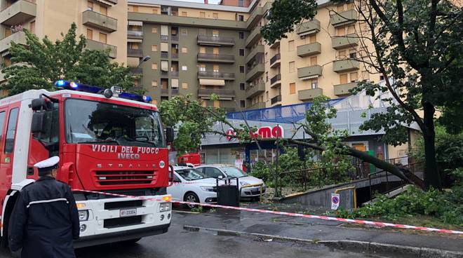 Maltempo in città, cade albero a Barriera Torino