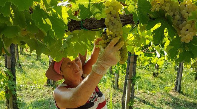 Vendemmia ad Albareto di Ziano