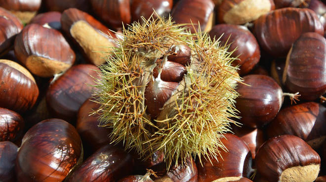 castagne