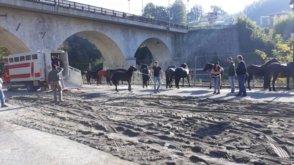 Fiera del cavallo bardigiano a Ferriere