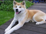 Akita