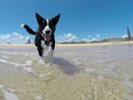 Cane in spiaggia