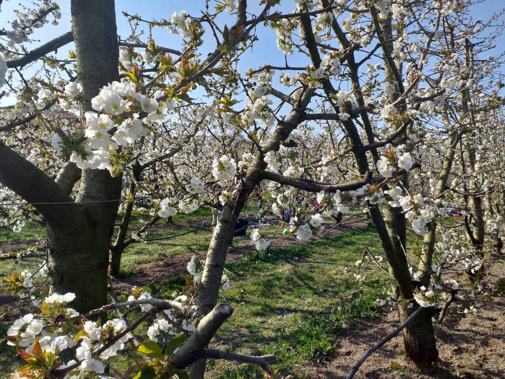 I ciliegi in fiore a Villanova