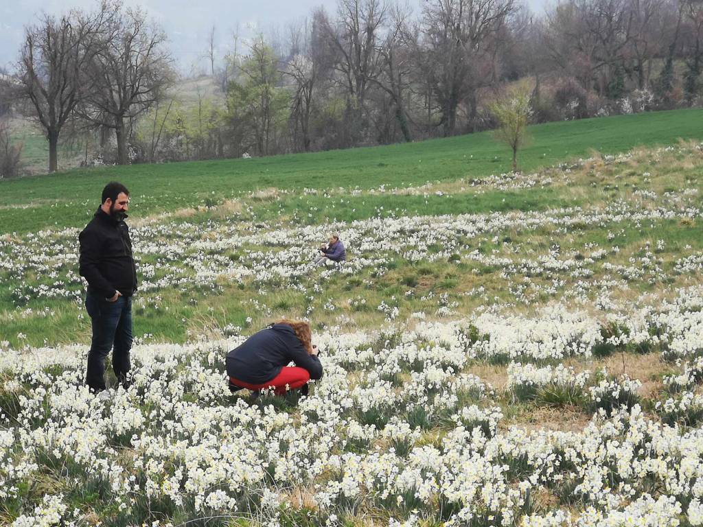 I narcisi sulla strada per Pigazzano