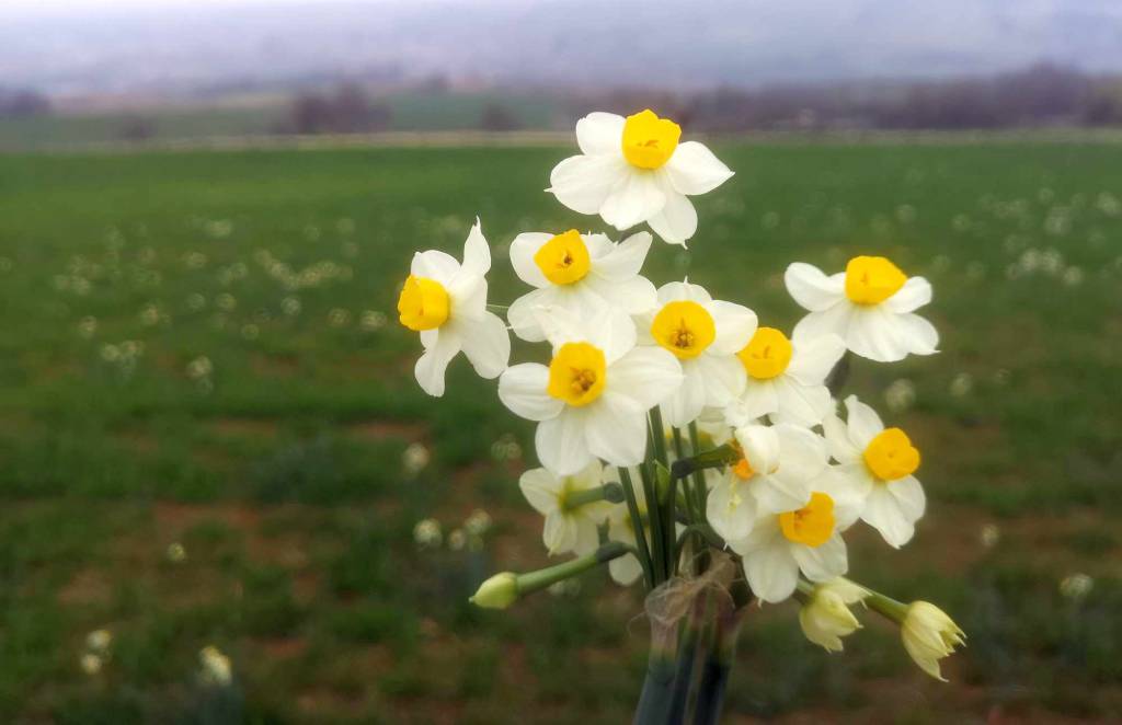 I narcisi sulla strada per Pigazzano