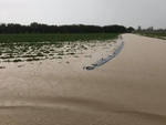 Campo di pomodoro allagato a Mottaziana 