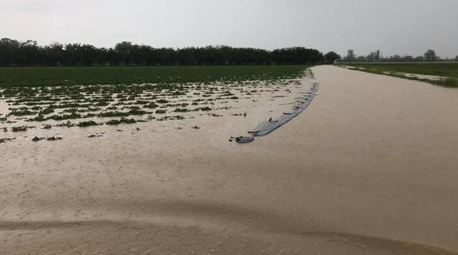 Campo di pomodoro allagato a Mottaziana 