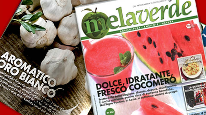 Il magazine di Melaverde con il servizio sull'aglio bianco piacentino 