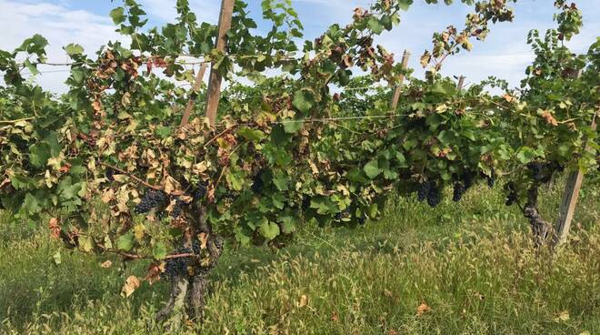 Vendemmia 2019 in Val Tidone