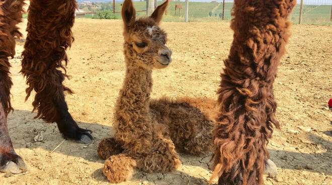 Alpaca