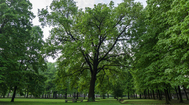 Quercia Collegio Alberoni