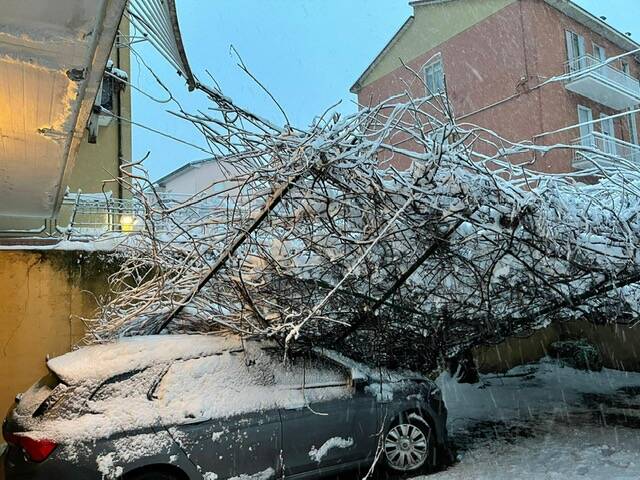 alberi caduti