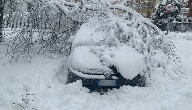 Albero caduto in via Ponchielli