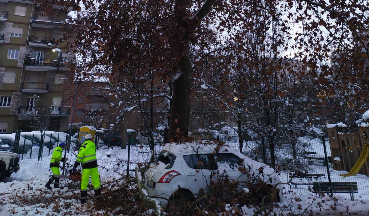 via Sbolli albero caduto neve