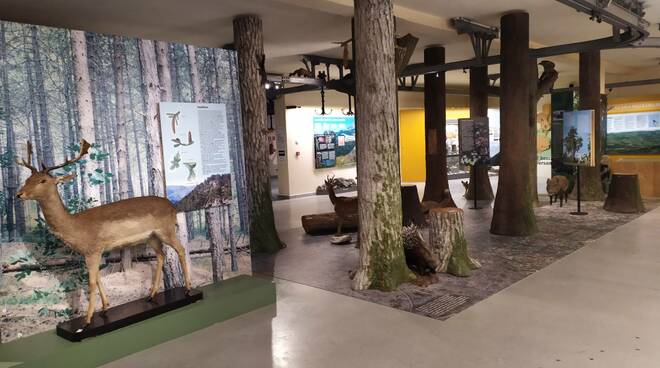 Museo storia naturale 