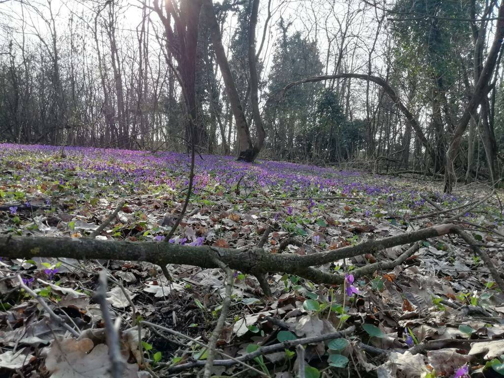 bosco Fornace vecchia