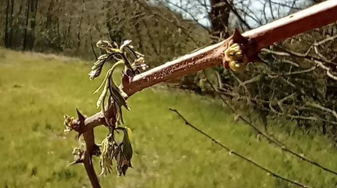 Un ramo d’acacia danneggiato dal freddo