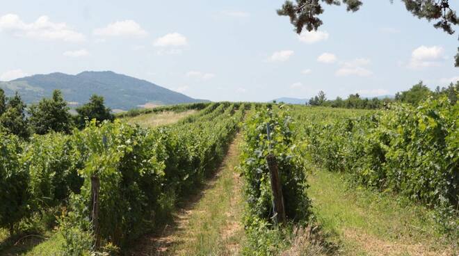 Cantine Romagnoli