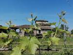 Castello di Agazzano Vini