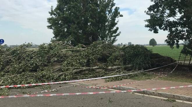 albero caduto strada Machioda