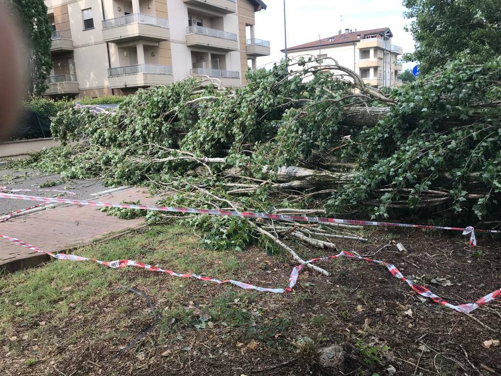 albero caduto strada Malchiodi