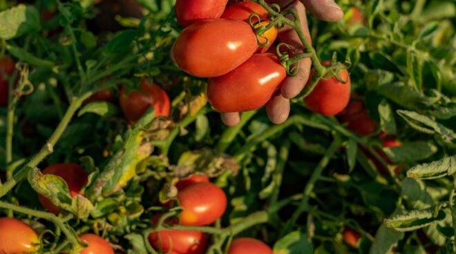 Pomodoro