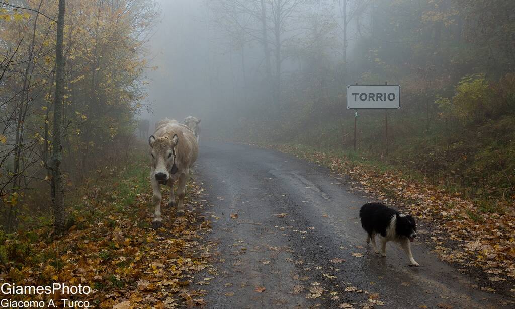 Transumanza Crociglia-Santo Stefano d'Aveto (foto di Giacomo Turco)