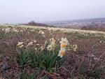 La fioritura dei narcisi in Val Trebbia