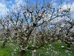 La fioritura dei ciliegi a Villanova