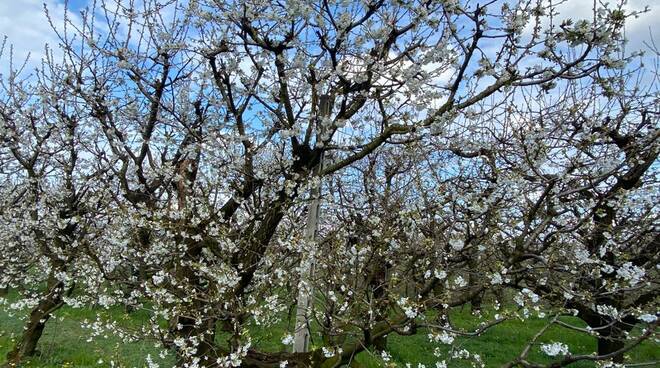 La fioritura dei ciliegi a Villanova