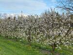 La fioritura dei ciliegi a Villanova