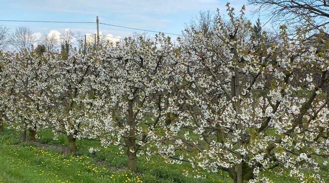 La fioritura dei ciliegi a Villanova