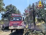 vigili del fuoco Vicobarone alberi