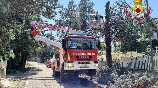 vigili del fuoco Vicobarone alberi