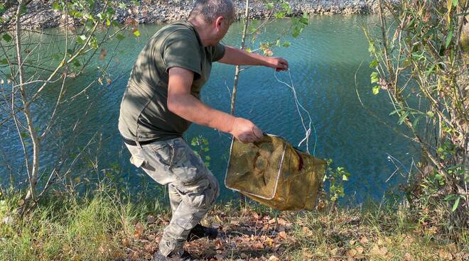 gambero di fiume caccia