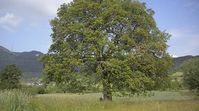 albero monumentale bobbio
