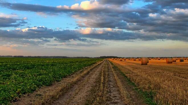 Campo agricoltura