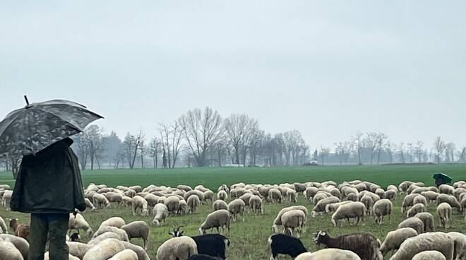 pecore vallera