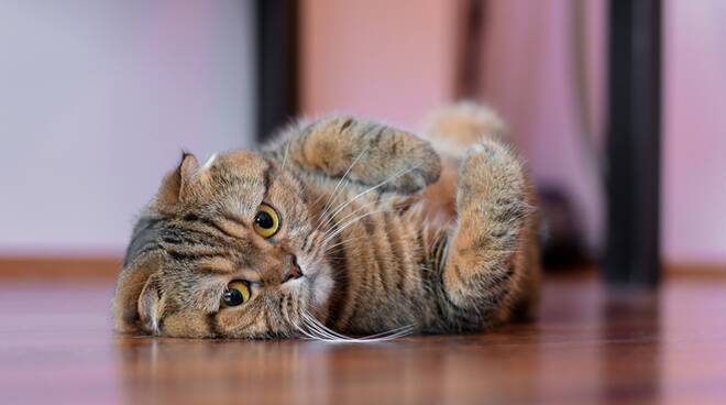 Scottish Fold