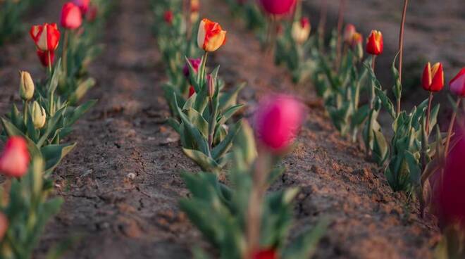 tulipani cascina gina