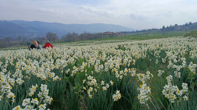 Una domenica tra i narcisi di Pigazzano